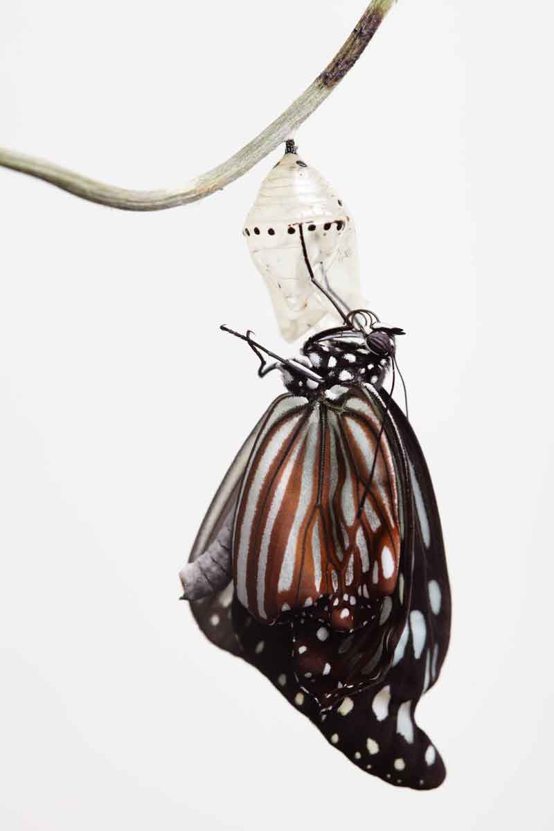 Chrysalide se transmutant en papillon